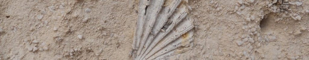 Fossile di una conchiglia